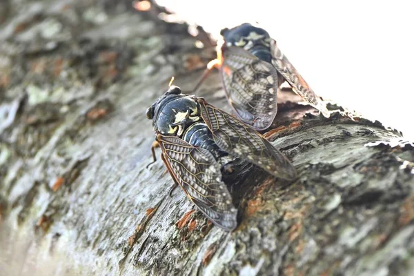 大的褐色蝉 Graptopsaltria Nigrofuscata 大多数的蝉都有透明的翅膀 但是这种蝉的翅膀是不透明的 这很罕见 — 图库照片