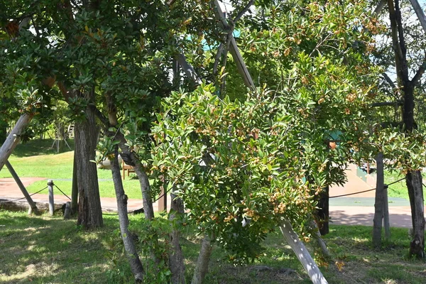 Мікелія Юньнань Magnolia Sensed Pearl Горіхи Magnoliaceae Вічнозелений Чагарник Родом — стокове фото