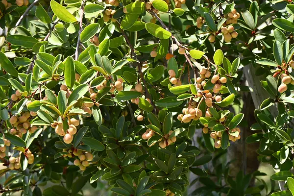 Орехи Michelia Yunnanensis Magnolia Spented Pearl Magnoliaceae Evergreen Shrub Native — стоковое фото