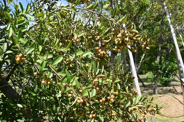 Nötter Michelia Yunnanensis Magnolia Scented Pearl Magnoliaceae Evergreen Buske Hemma — Stockfoto