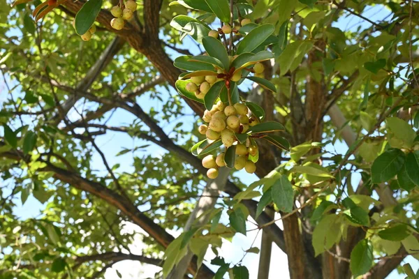 Michelia Yunnanensis Magnolia Scented Pearl Nuts Magnoliaceae Evergreen Shrub Native — Stock Photo, Image