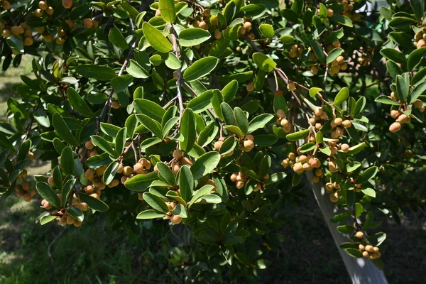 Michelia Yunnanensis Magnolia Vonící Perla Ořechy Magnoliaceae Stálezelený Keř Původem — Stock fotografie