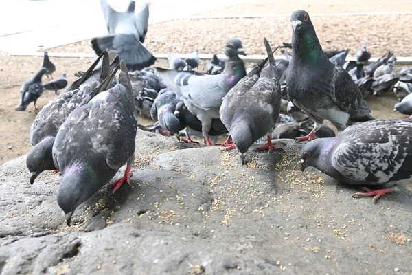 Tauben Fressen Futter Den Revieren Des Schreins Hintergrundmaterial Für Vögel — Stockfoto