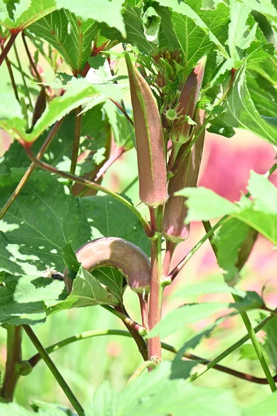 Red Skinned Okra Cultivation Malvaceae Vegetable — Stock Photo, Image
