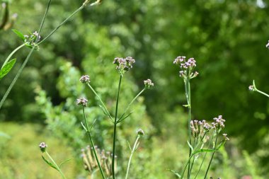 Brezilya minesi (verbena brasiliensis) çiçekleri. Güney Amerika 'ya özgü Verbenaceae bitkileri. Soluk mor çiçekler Haziran 'dan Ağustos' a kadar açar.