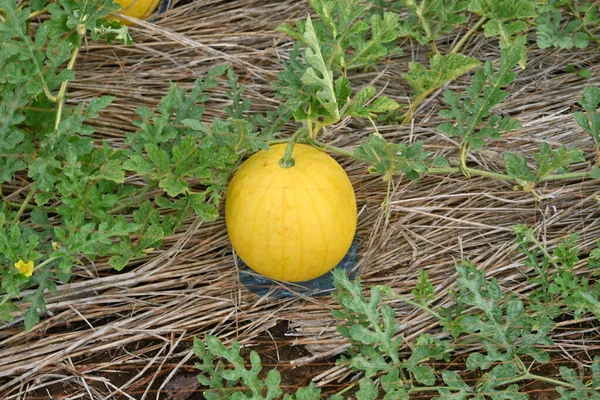 Cultivo Melancia Casca Amarela Cucurbitaceae Videira Fruta Comestível — Fotografia de Stock