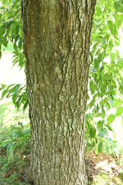 Japon alder (Alnus japonica) meyveler. İlkbaharın başlarında sulak alanlarda ve sarkan çiçeklerde yetişir ve kozalak şeklindeki meyveleri boya ve ilaçlar için kullanılır..