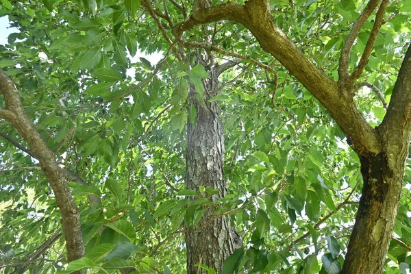 Alder Jepang Alnus Japonica Buah Buahan Tumbuh Lahan Basah Dan — Stok Foto