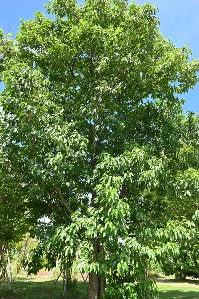 Japanische Erle Alnus Japonica Früchte Wächst Feuchtgebieten Und Blüht Herabhängende — Stockfoto
