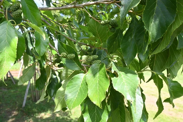 Aulne Japonais Alnus Japonica Fruits Pousse Dans Les Zones Humides — Photo