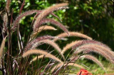 Pennisetum Mor Çimen Çimleri. Afrika 'ya özgü Poaceae bitkileri. Güzel bronz yaprakları ve kırmızı-mor çiçek dikenleriyle süslü bir bitki..