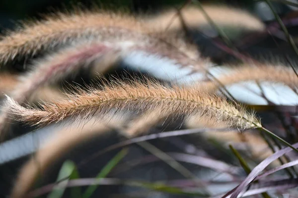 Pennisetum Lila Fontän Gräs Fleråriga Växter Från Poaceae Kommer Från — Stockfoto