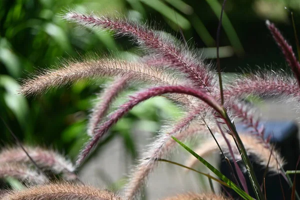 Pennisetum Purple Fontein Gras Poaceae Meerjarige Planten Afkomstig Uit Afrika — Stockfoto
