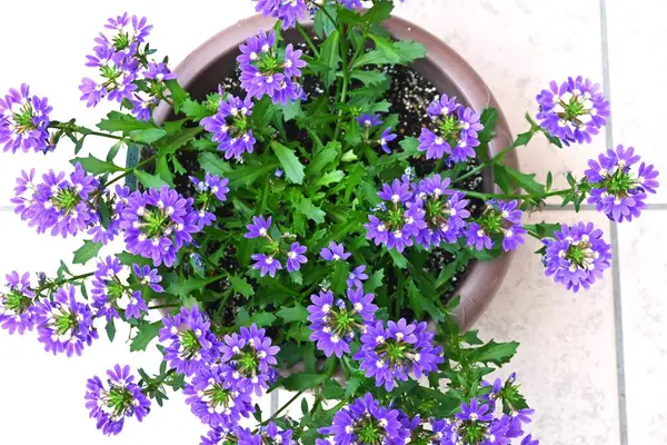 Mavi Hayran Çiçeği Scaevola Aemula Çiçekleri Güzel Yıllık Bitkiler Nisan — Stok fotoğraf