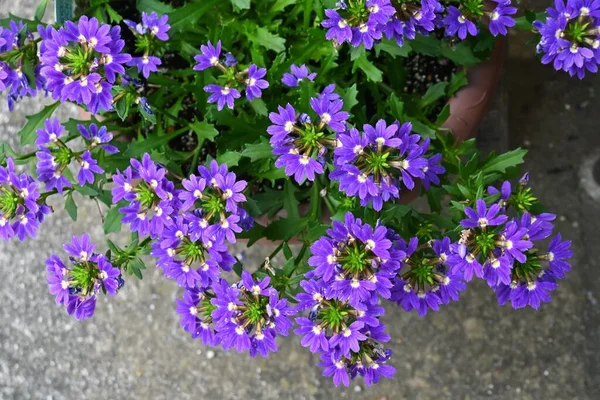 Fleur Éventails Bleus Scaevola Aemula Goodeniaceae Plantes Annuelles Floraison Avril — Photo