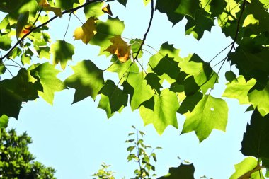 Amerikan lale ağacı (Liriodendron lalesi). Magnoliaceae yaprakları Kuzey Amerika 'ya özgü büyük bir ağaç. Yaz başında açar, lalelere benzer..