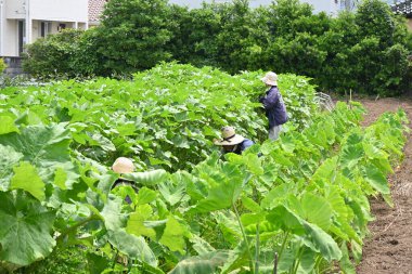 Bamya ekimi. Afrika 'ya özgü tropikal yenilebilir meyveler. Mayıs 'ta ekilebilir ve Temmuz' da hasat edilebilir..