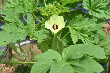 Bamya ekimi. Afrika 'ya özgü tropikal yenilebilir meyveler. Mayıs 'ta ekilebilir ve Temmuz' da hasat edilebilir..