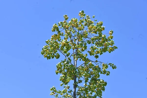 Amerikan Lale Ağacı Liriodendron Lalesi Magnoliaceae Yaprakları Kuzey Amerika Özgü — Stok fotoğraf