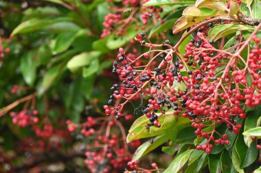 Tatlı viburnum (Viburnum odoratissimum) ağacı. Viburaceae her zaman yeşil ağaç. Yazın başlarında beyaz çiçekler açar ve sonbaharda böğürtlenler kırmızıdan maviye doğru olgunlaşır. Çalılar ve ateş ağaçları için kullanılır..