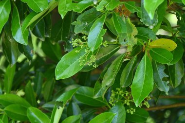 Tatlı viburnum (Viburnum odoratissimum) ağacı. Viburaceae her zaman yeşil ağaç. Yazın başlarında beyaz çiçekler açar ve sonbaharda böğürtlenler kırmızıdan maviye doğru olgunlaşır. Çalılar ve ateş ağaçları için kullanılır..