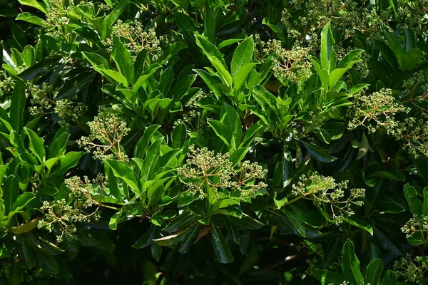 Sött Viburnum Viburnum Odoratissimum Träd Viburnaceae Evergreen Tree Vita Blommor — Stockfoto