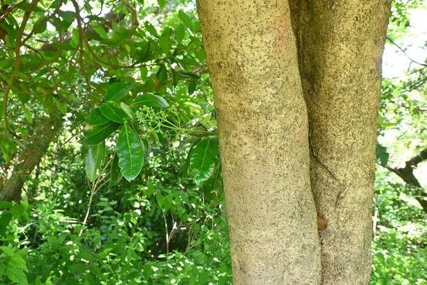 Süßer Viburnum Baum Viburnum Odoratissimum Viburnaceae Immergrüner Baum Weiße Röschen — Stockfoto