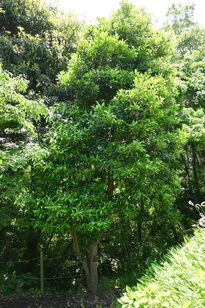 Árvore Viburno Doce Viburnum Odoratissimum Viburnaceae Árvore Sempre Verde Floretas — Fotografia de Stock