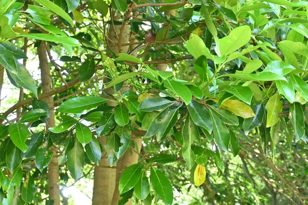 Viburnum Manis Viburnum Odoratissimum Pohon Pohon Viburnaceae Evergreen Floret Putih — Stok Foto