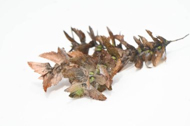 Chonowski 'nin boynuz ışını (Carpinus tschonoskii) Strobile. Betulaceae yapraklı ağaç. Dişi çiçeklerin çiçek sonrası kırışıklıkları sarkıyor ve strobile oluyor. Çiçekler rüzgarla döllenmiş..