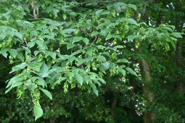 Chonowski 'nin boynuz ışını (Carpinus tschonoskii) Strobile. Betulaceae yapraklı ağaç. Dişi çiçeklerin çiçek sonrası kırışıklıkları sarkıyor ve strobile oluyor. Çiçekler rüzgarla döllenmiş..