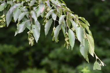 Chonowski 'nin boynuz ışını (Carpinus tschonoskii) Strobile. Betulaceae yapraklı ağaç. Dişi çiçeklerin çiçek sonrası kırışıklıkları sarkıyor ve strobile oluyor. Çiçekler rüzgarla döllenmiş..