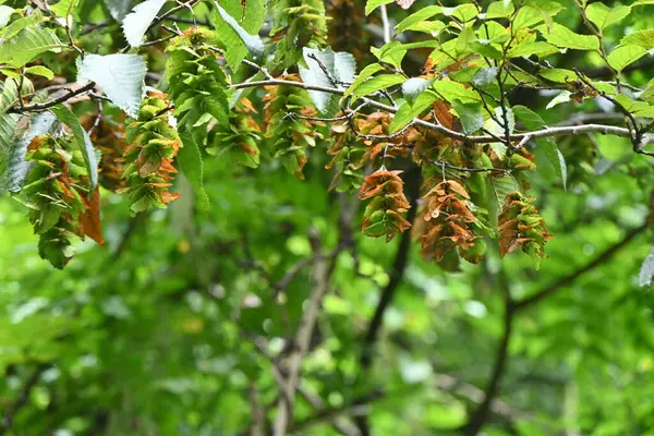 Chonowski Gyertyatartója Carpinus Tschonoskii Strobile Betulaceae Lombhullató Nőivarú Virágok Virágszirmai — Stock Fotó