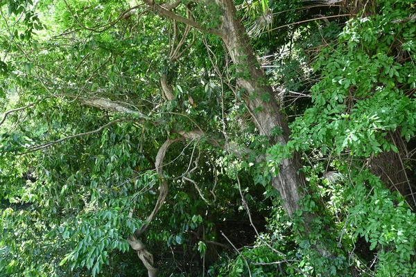 Bibir Tanduk Chonowski Carpinus Tschonoskii Strobile Pohon Betulaceae Deciduous Bracts — Stok Foto