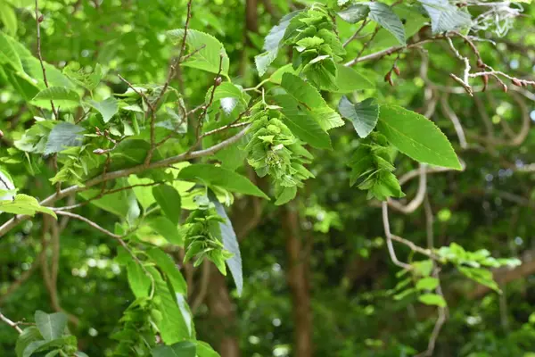 Chonowského Rohový Paprsek Carpinus Tschonoskii Strobilní Betulaceae Listnatý Strom Květinové — Stock fotografie