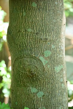 Elaeocarpus sylvestris yaprakları. Elaeocarpaceae Japonya 'ya özgüdür. Çiçek açan dönem yazdır ve verimli dönem sonbahardan kışa kadardır..