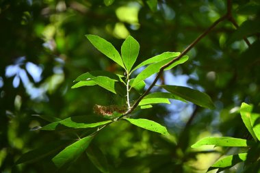 Elaeocarpus sylvestris yaprakları. Elaeocarpaceae Japonya 'ya özgüdür. Çiçek açan dönem yazdır ve verimli dönem sonbahardan kışa kadardır..