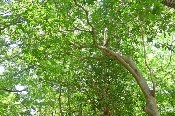 Elaeocarpus Sylvestris Listí Elaeocarpaceae Věčně Zelený Strom Původem Japonska Období — Stock fotografie