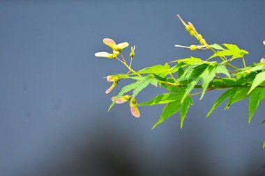 Japon akçaağacı (Acer palmatum) anahtar meyveler. Yaz başında çiçek açtıktan sonra pervane şeklindeki anahtar meyve bağlanır ve sonbaharda rüzgarda dönerken uçar..