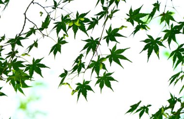 Japon akçaağacı (Acer palmatum) anahtar meyveler. Yaz başında çiçek açtıktan sonra pervane şeklindeki anahtar meyve bağlanır ve sonbaharda rüzgarda dönerken uçar..