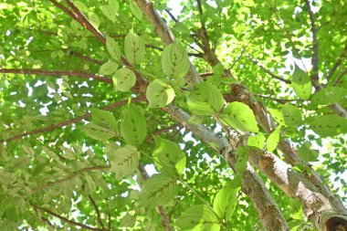  Japon korneli (Cornus officinalis) ağacı. Yaprağın altındaki Trichouse. Cornaceae yaprak döken ağacı. Sarı çiçekler ilkbaharda açar ve sonbaharda kırmızı böğürtlenler.
