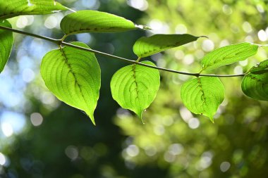  Japon korneli (Cornus officinalis) ağacı. Yaprağın altındaki Trichouse. Cornaceae yaprak döken ağacı. Sarı çiçekler ilkbaharda açar ve sonbaharda kırmızı böğürtlenler.