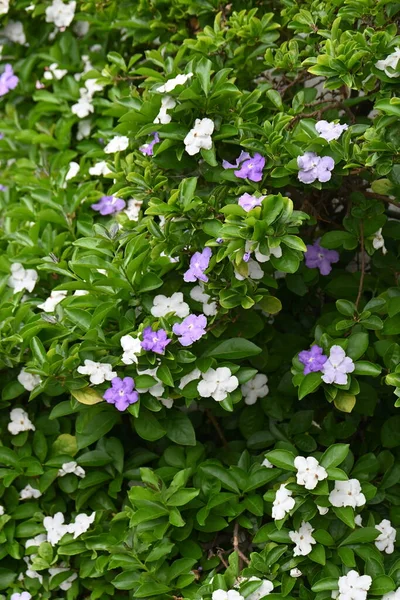 Ontem Hoje Amanhã Brunfelsia Latifolia Flores Solanaceae Arbusto Flores Tropicais — Fotografia de Stock