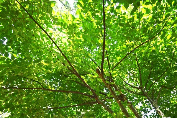 日本山核桃 Cornus Officinalis 在一片树叶的下面的三角地带 科落叶树 春天开黄花 秋天开红莓 — 图库照片