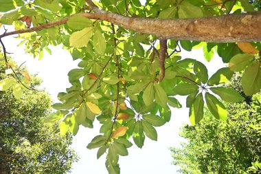 Japon büyük yaprak manolyası (Magnolia obovata) ağacı. Magnoliaceae yapraklı ağacı. Yapraklar büyük, kokulu ve bakteriyel özelliklere sahiptir, bu yüzden Japonya 'da yiyecek paketlemek için kullanılır..