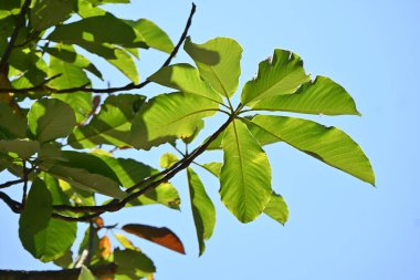 Japon büyük yaprak manolyası (Magnolia obovata) ağacı. Magnoliaceae yapraklı ağacı. Yapraklar büyük, kokulu ve bakteriyel özelliklere sahiptir, bu yüzden Japonya 'da yiyecek paketlemek için kullanılır..