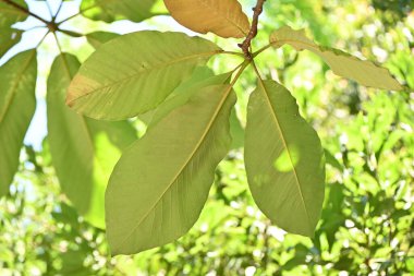 Japon büyük yaprak manolyası (Magnolia obovata) ağacı. Magnoliaceae yapraklı ağacı. Yapraklar büyük, kokulu ve bakteriyel özelliklere sahiptir, bu yüzden Japonya 'da yiyecek paketlemek için kullanılır..