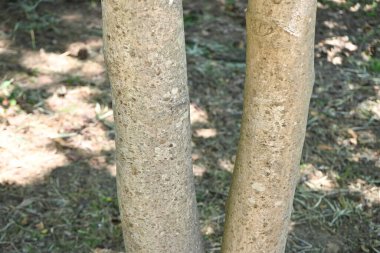 Japon büyük yaprak manolyası (Magnolia obovata) ağacı. Magnoliaceae yapraklı ağacı. Yapraklar büyük, kokulu ve bakteriyel özelliklere sahiptir, bu yüzden Japonya 'da yiyecek paketlemek için kullanılır..