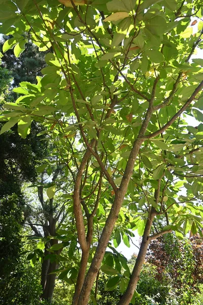 Magnolia Japonesa Hoja Grande Magnolia Obovata Árbol Magnoliaceae Árbol Caducifolio — Foto de Stock