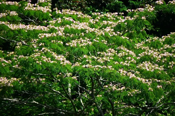Pek Ağacı Albizia Julibrissin Çiçekler Haziran Dan Temmuz Kadar Pembe — Stok fotoğraf